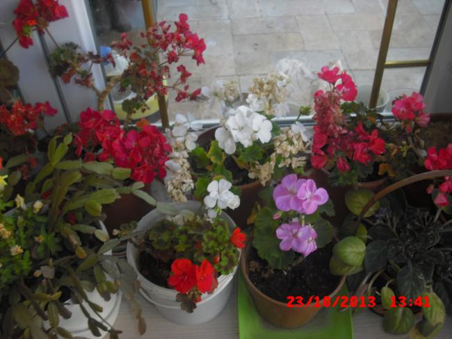 Name:  CIMG4721.jpg
Views: 415
Size:  47.6 KB