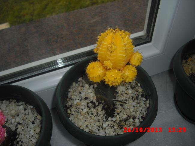Name:  CIMG4786.jpg
Views: 503
Size:  37.7 KB