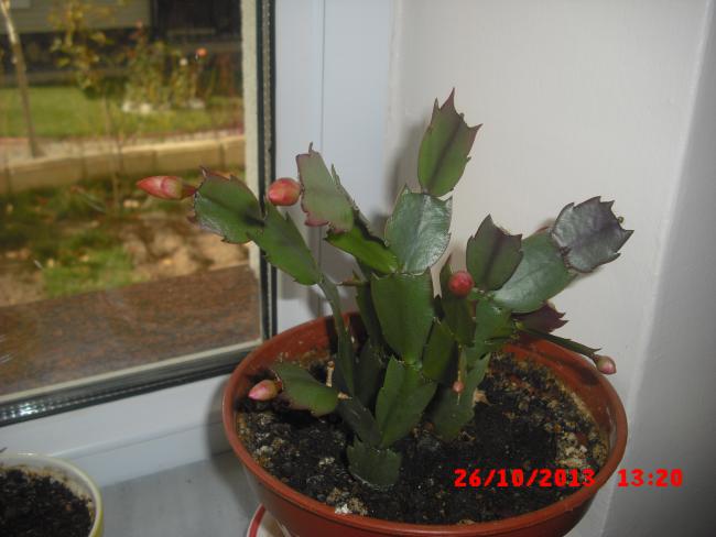 Name:  CIMG4761.jpg
Views: 365
Size:  35.0 KB