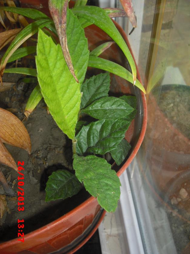 Name:  CIMG4781.jpg
Views: 434
Size:  70.9 KB