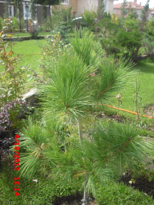 Name:  CIMG4635.jpg
Views: 442
Size:  75.4 KB