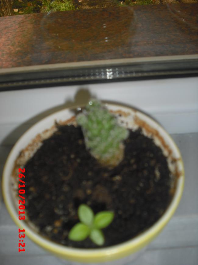 Name:  CIMG4764.jpg
Views: 413
Size:  44.7 KB