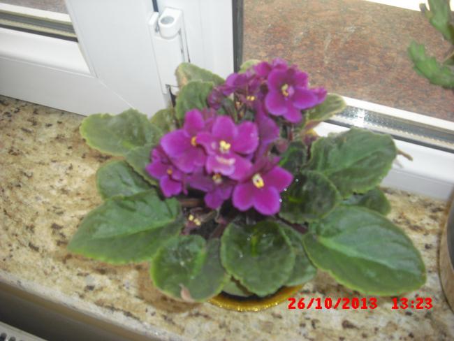 Name:  CIMG4769.jpg
Views: 414
Size:  42.0 KB
