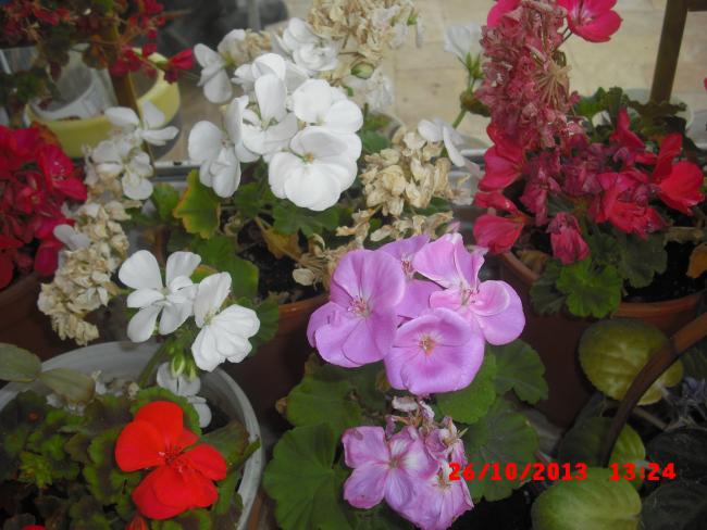 Name:  CIMG4771.jpg
Views: 425
Size:  50.2 KB