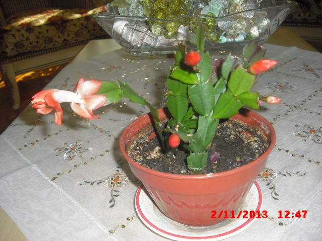 Name:  CIMG4787.jpg
Views: 383
Size:  54.4 KB