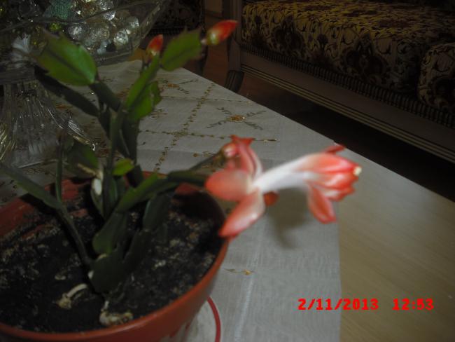 Name:  CIMG4800.jpg
Views: 372
Size:  34.0 KB