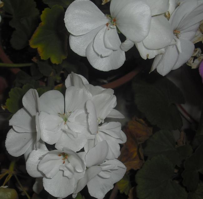 Name:  CIMG4809.jpg
Views: 452
Size:  37.2 KB