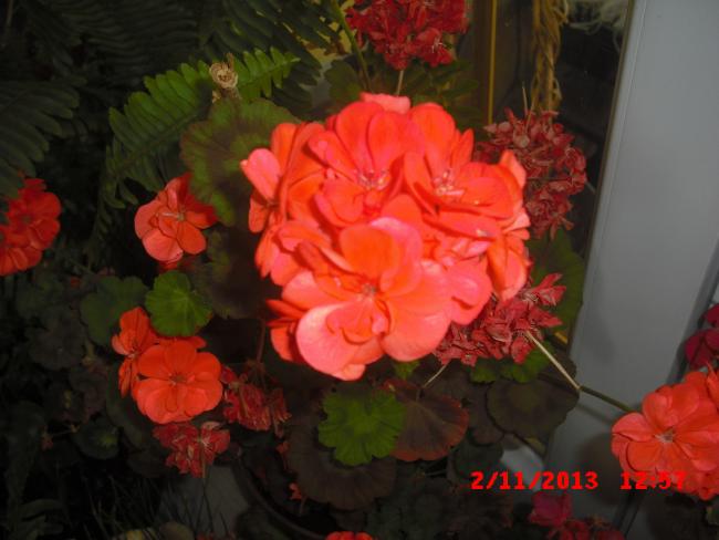 Name:  CIMG4811.jpg
Views: 503
Size:  36.9 KB