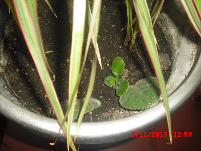 Name:  CIMG4812.jpg
Views: 380
Size:  50.4 KB