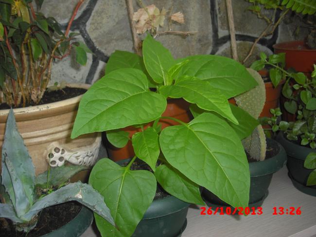 Name:  CIMG4778.jpg
Views: 421
Size:  47.7 KB