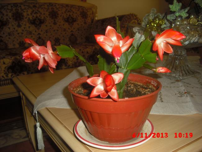 Name:  CIMG4842.jpg
Views: 355
Size:  44.9 KB