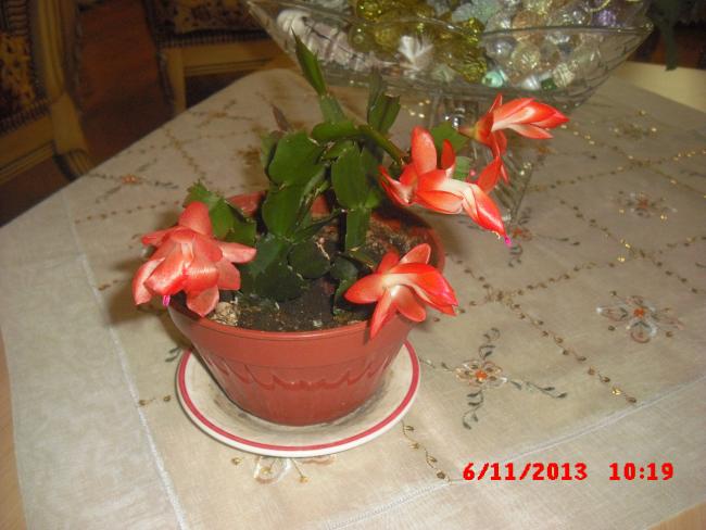 Name:  CIMG4841.jpg
Views: 364
Size:  43.6 KB