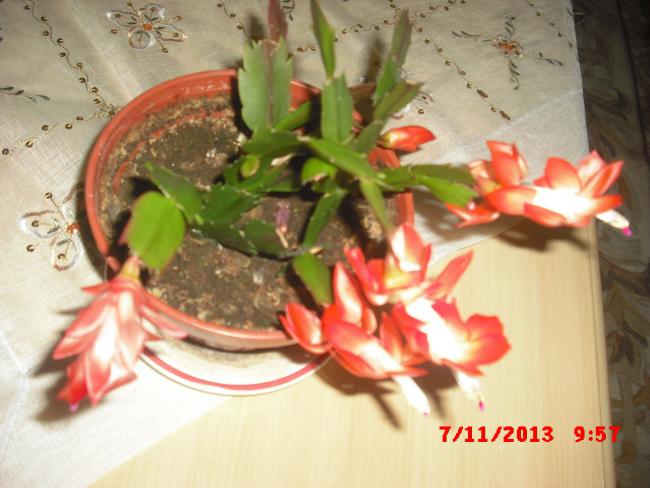 Name:  CIMG4850.jpg
Views: 341
Size:  45.2 KB