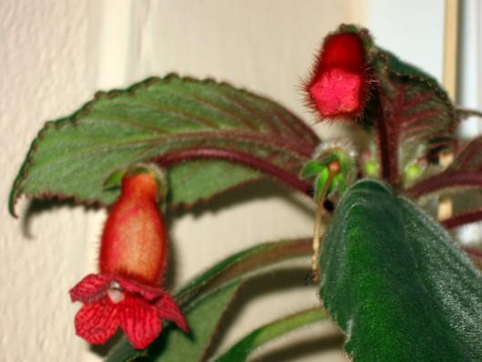Name:  IMG_4333.jpg
Views: 1027
Size:  26.7 KB