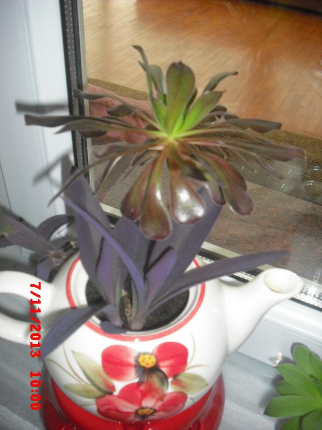 Name:  CIMG4857.jpg
Views: 320
Size:  61.2 KB
