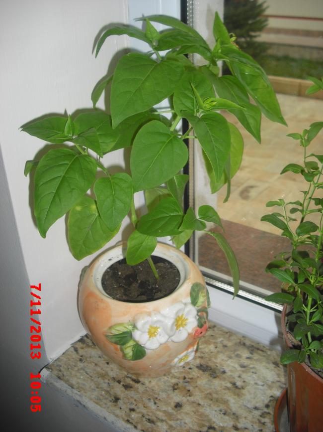 Name:  CIMG4870.jpg
Views: 672
Size:  67.9 KB
