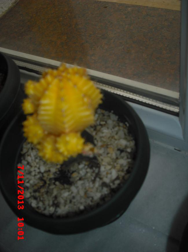 Name:  CIMG4858.jpg
Views: 730
Size:  43.7 KB