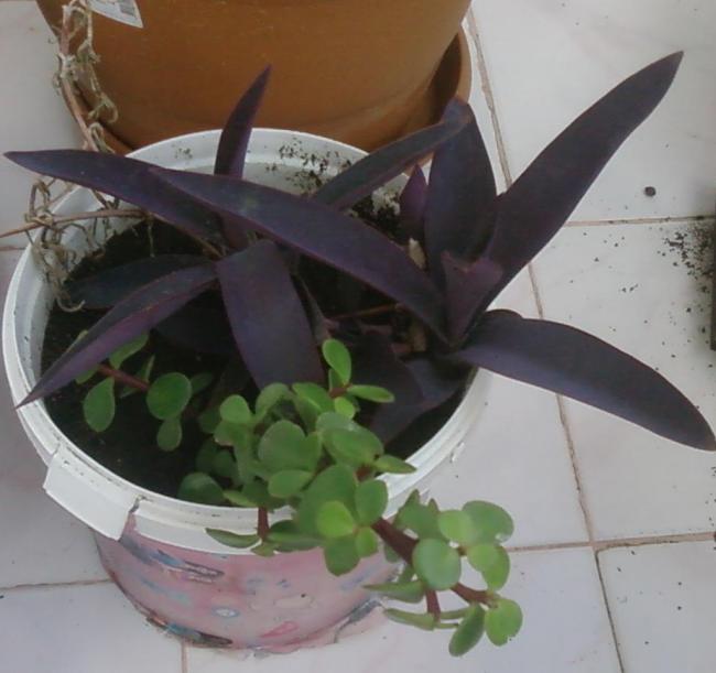 Name:  Fotoraf2995.jpg
Views: 702
Size:  38.1 KB