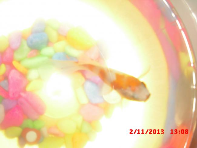 Name:  CIMG4831.jpg
Views: 627
Size:  21.5 KB