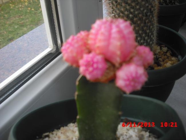 Name:  CIMG4844.jpg
Views: 600
Size:  30.7 KB