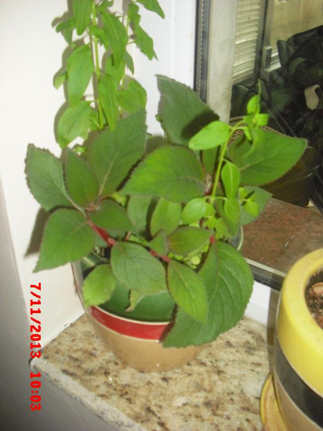 Name:  CIMG4861.jpg
Views: 619
Size:  62.7 KB