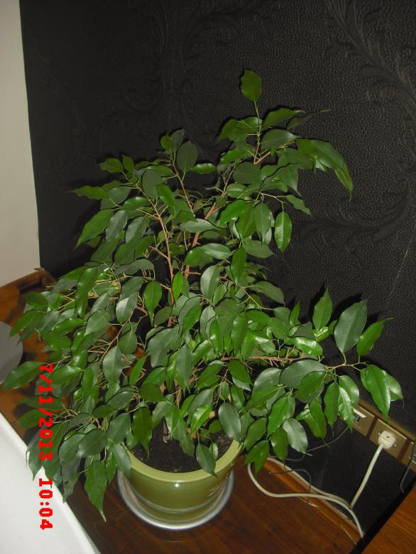 Name:  CIMG4864.jpg
Views: 601
Size:  71.6 KB