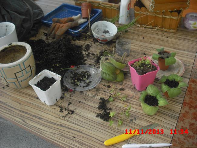 Name:  CIMG4900.jpg
Views: 596
Size:  56.1 KB