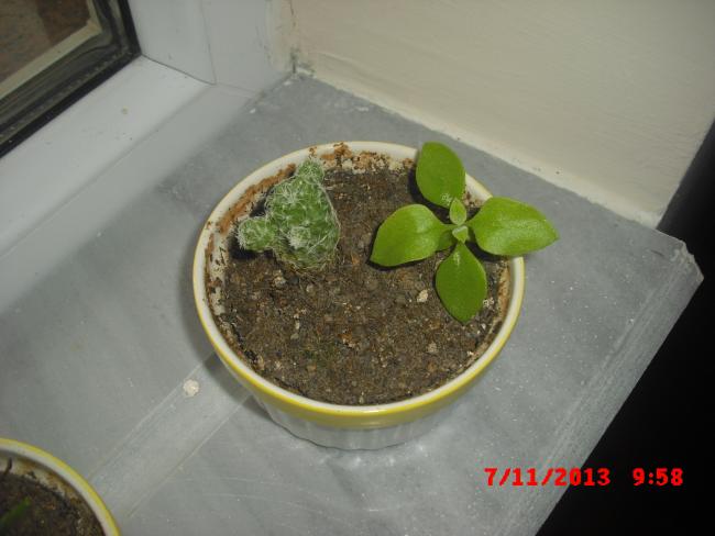 Name:  CIMG4851.jpg
Views: 610
Size:  34.0 KB