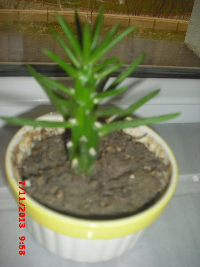 Name:  CIMG4854.jpg
Views: 594
Size:  46.6 KB