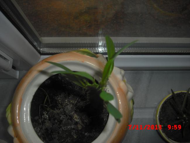 Name:  CIMG4855.jpg
Views: 616
Size:  32.0 KB