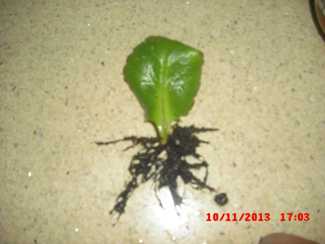 Name:  CIMG4873.jpg
Views: 793
Size:  33.7 KB