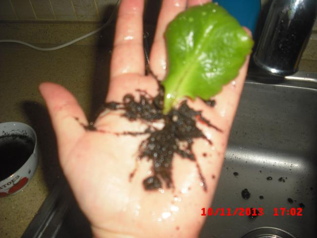 Name:  CIMG4872.jpg
Views: 1210
Size:  32.5 KB