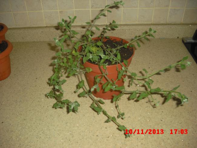 Name:  CIMG4878.jpg
Views: 589
Size:  44.6 KB