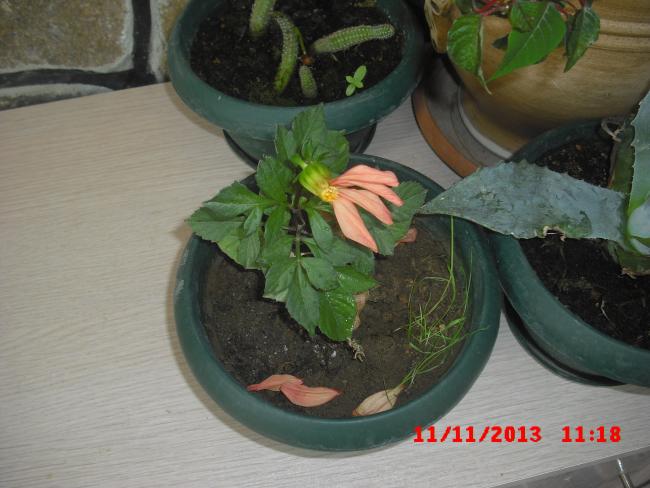 Name:  CIMG4895.jpg
Views: 1205
Size:  44.5 KB