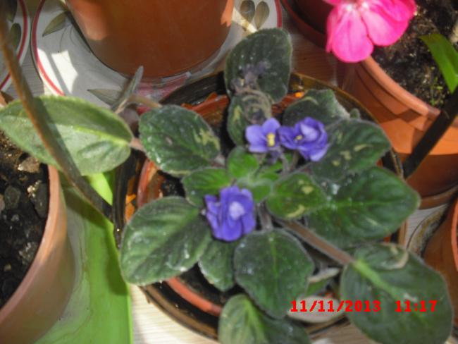 Name:  CIMG4894.jpg
Views: 603
Size:  41.8 KB