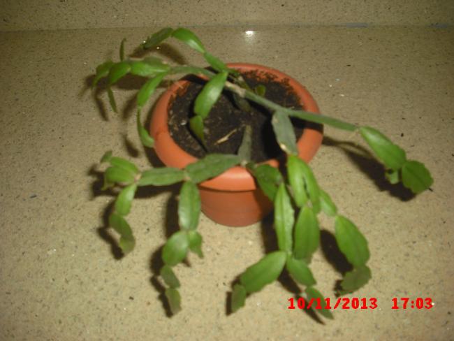 Name:  CIMG4876.jpg
Views: 590
Size:  39.9 KB