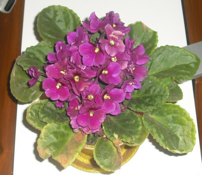 Name:  CIMG4860.jpg
Views: 586
Size:  55.3 KB