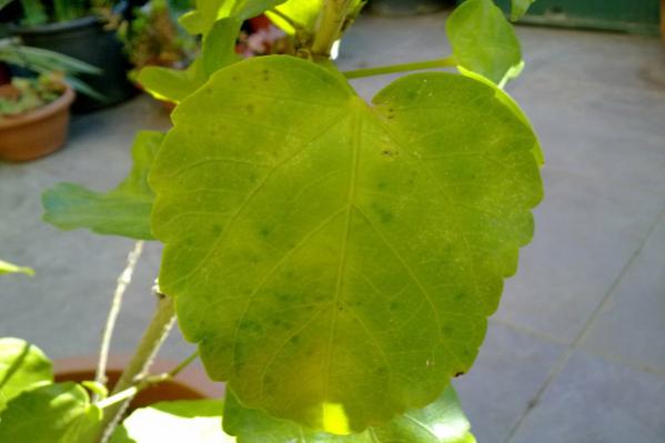Name:  Hibiscus_yaprak(Sari).jpg
Views: 1046
Size:  24.4 KB