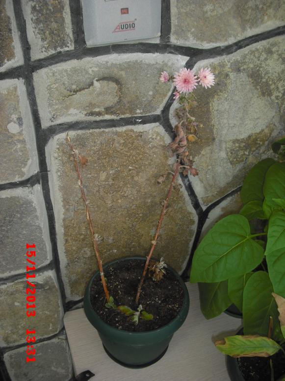 Name:  CIMG4954.jpg
Views: 569
Size:  70.9 KB