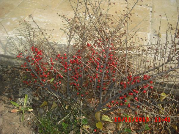 Name:  CIMG4944.jpg
Views: 742
Size:  71.6 KB