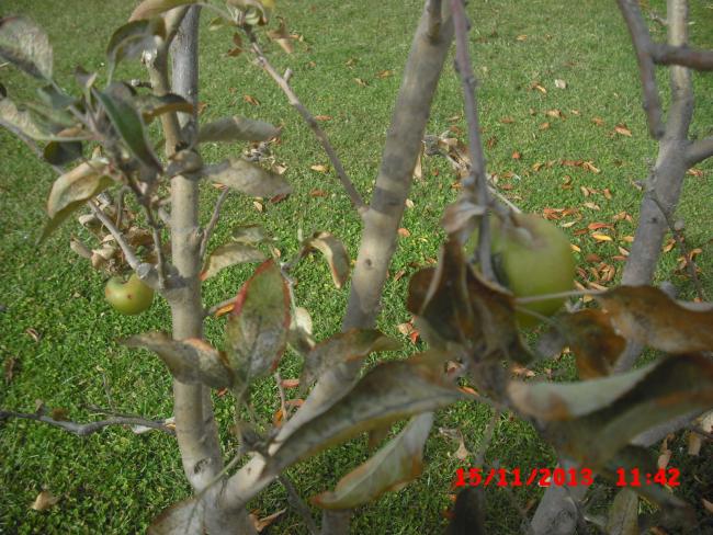 Name:  CIMG4945.jpg
Views: 526
Size:  68.2 KB