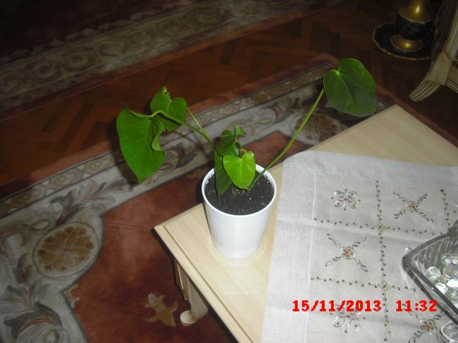 Name:  CIMG4931.jpg
Views: 536
Size:  38.4 KB