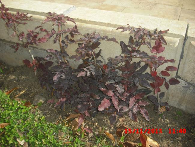 Name:  CIMG4942.jpg
Views: 526
Size:  64.3 KB