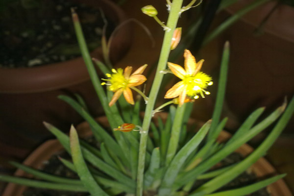 Name:  Bulbine_frutescens(17.11.13) (2).jpg
Views: 999
Size:  68.3 KB