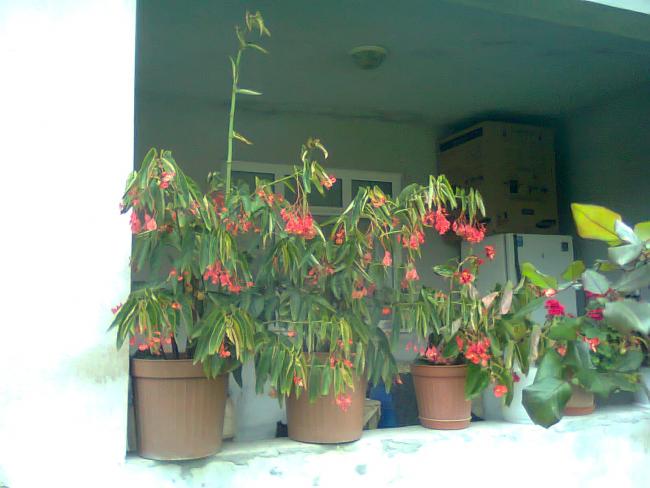 Name:  Fotoraf3821.jpg
Views: 1600
Size:  39.1 KB