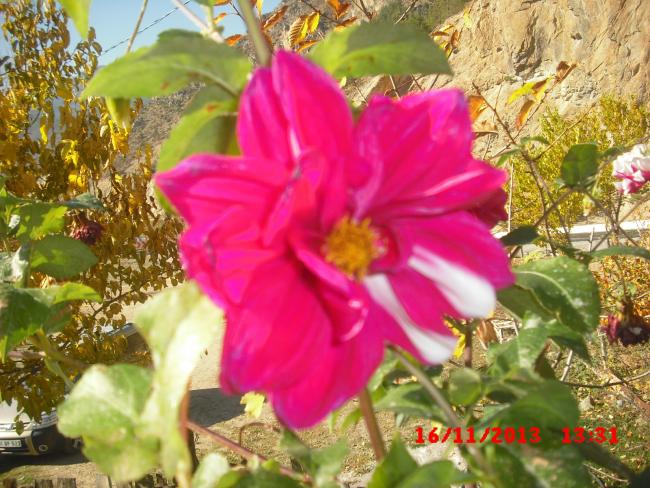 Name:  CIMG4958.jpg
Views: 442
Size:  67.9 KB