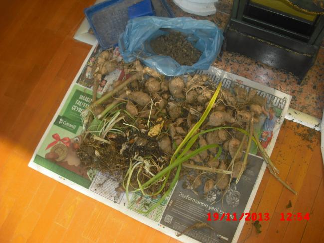 Name:  CIMG5024.jpg
Views: 394
Size:  49.6 KB
