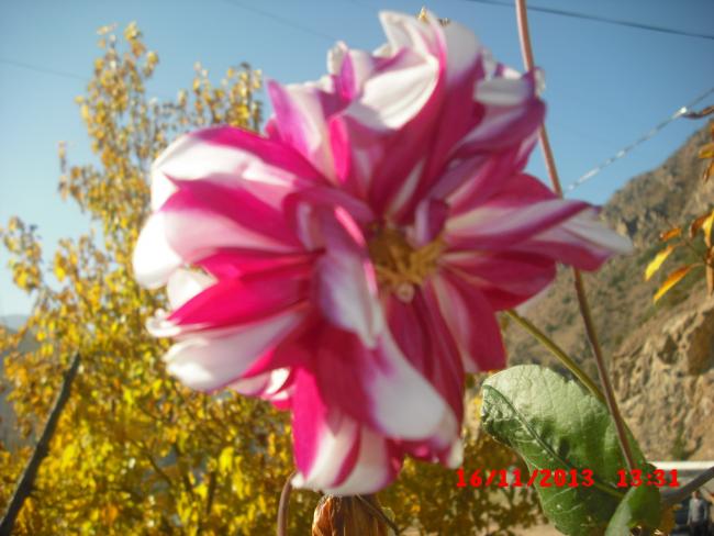 Name:  CIMG4959.jpg
Views: 428
Size:  45.6 KB