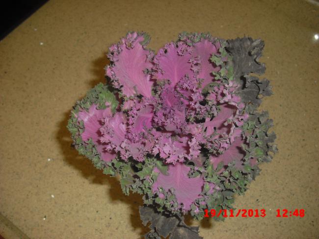 Name:  CIMG5009.jpg
Views: 428
Size:  46.3 KB