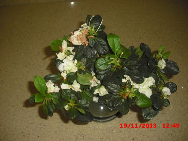 Name:  CIMG5010.jpg
Views: 417
Size:  43.9 KB